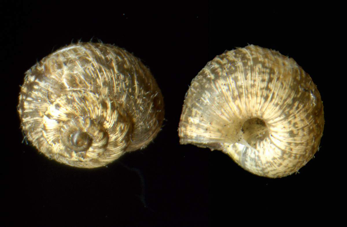 Xerotricha conspurcata (Draparnaud, 1801)